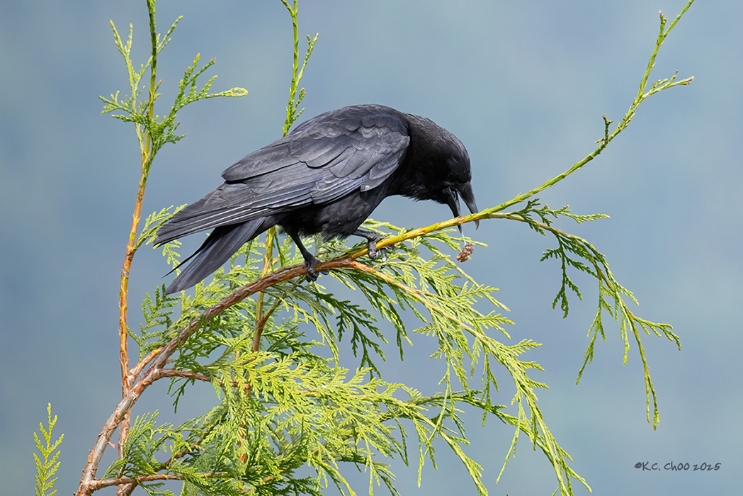 Northwestern Crow