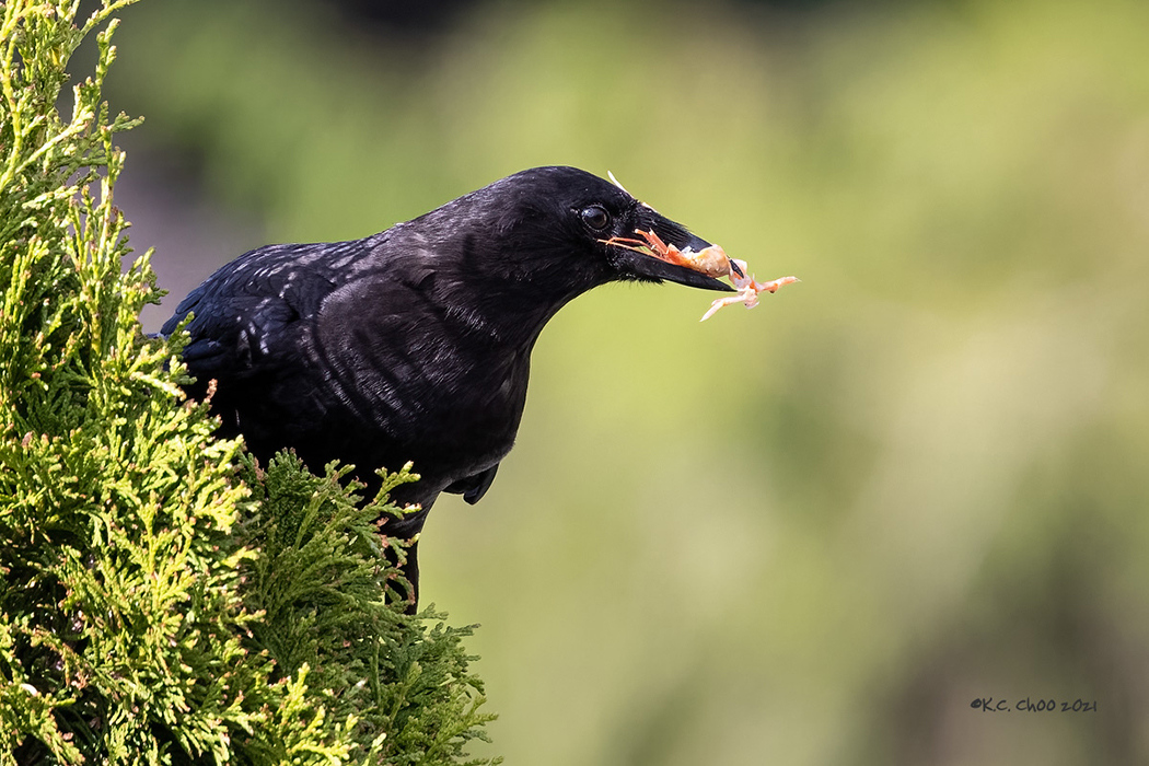 Northwestern Crow