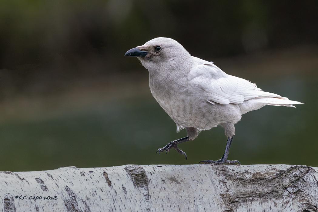 Northwestern (Leucistic) Crow