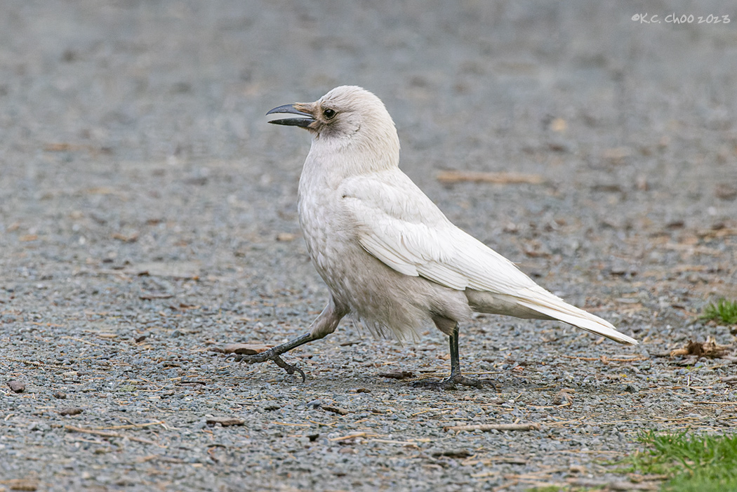 Northwestern (Leucistic) Crow