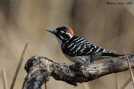 Nuttal's Woodpecker