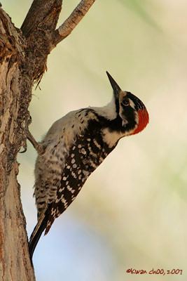 Nuttal's Woodpecker