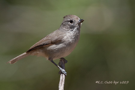 Oak Titmouse