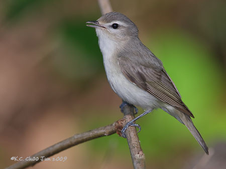 Oak Titmouse