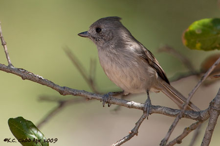 Oak Titmouse