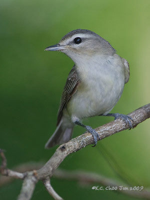 Oak Titmouse