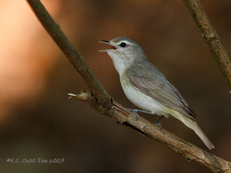 Oak Titmouse