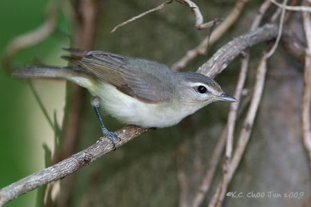 Oak Titmouse