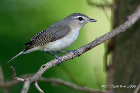 Oak Titmouse