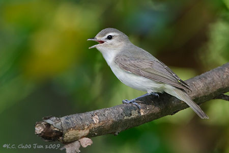 Oak Titmouse