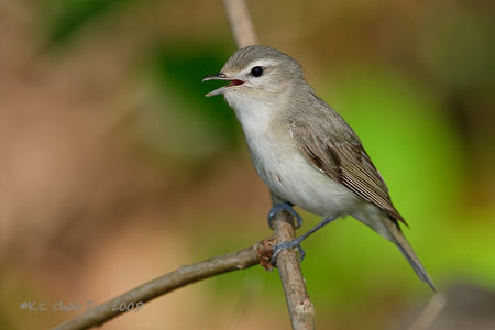 Oak Titmouse