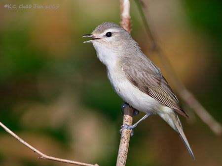 Oak Titmouse