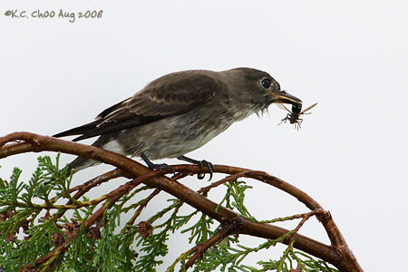 Olive-sided Flycatcher