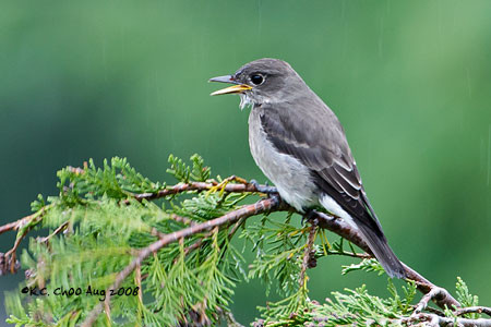 Olive-sided Flycatcher