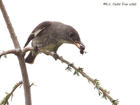 Olive-sided Flycatcher