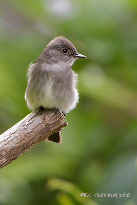 Olive-sided Flycatcher