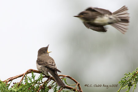 Olive-sided Flycatcher