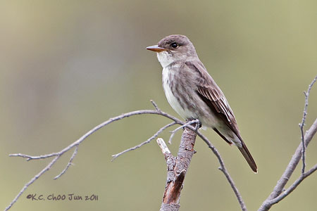 Olive-sided Flycatcher
