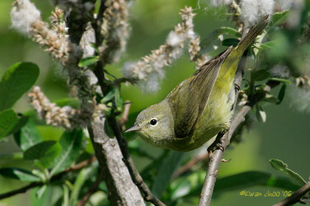 Orange-crowned Warbler