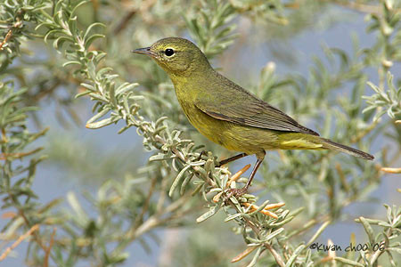 Orange-crowned Warbler