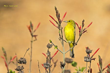 Orange-crowned Warbler