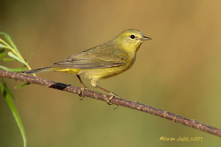 Orange-crowned Warbler