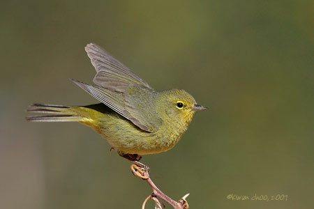 Orange-crowned Warbler