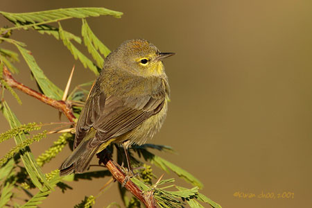 Orange-crowned Warbler