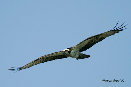 Osprey