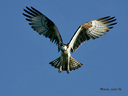 Osprey