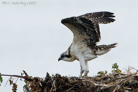 Osprey