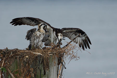 Osprey
