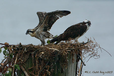 Osprey