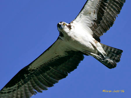 Osprey