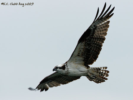 Osprey