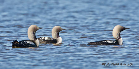 Pacific Loon