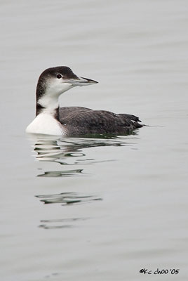Pacific Loon