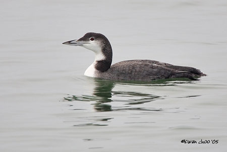 Pacific Loon