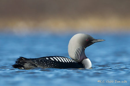 Pacific Loon