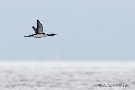 Pacific Loon