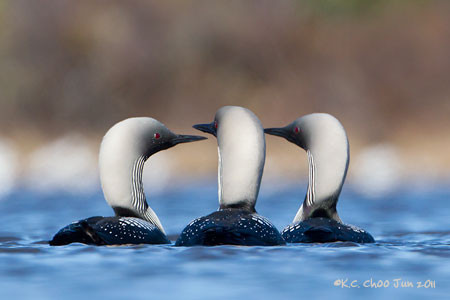 Pacific Loon