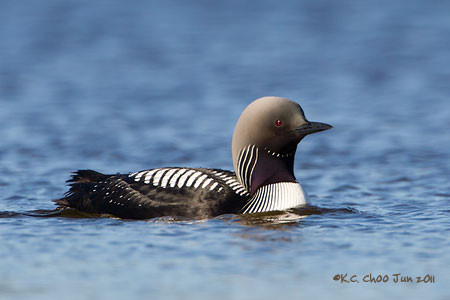 Pacific Loon