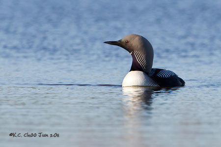 Pacific Loon