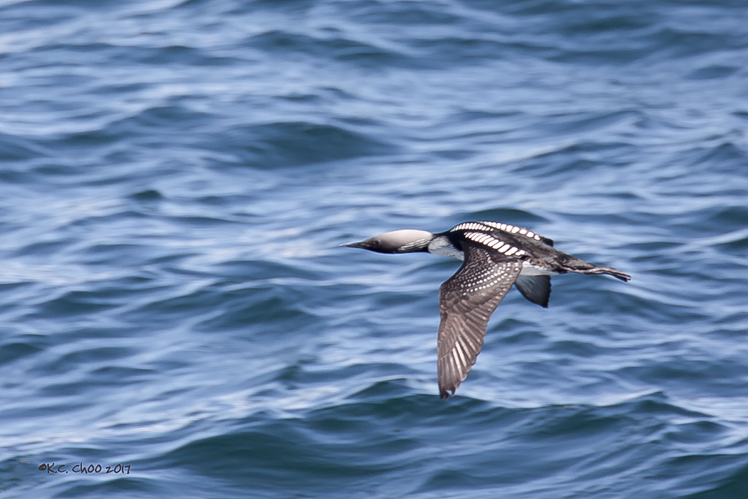 Pacific Loon