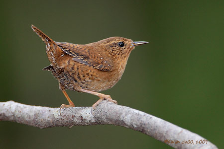 Pacific Wren