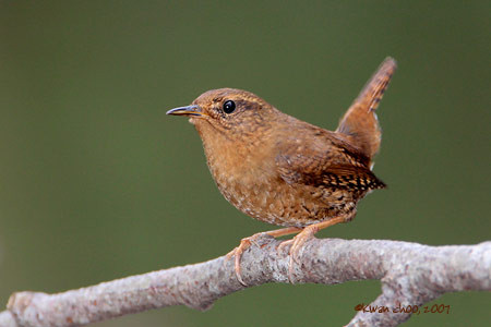 Pacific Wren