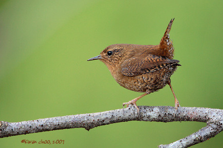 Pacific Wren
