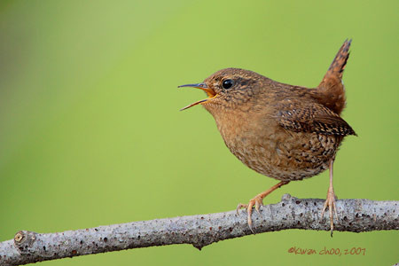 Pacific Wren