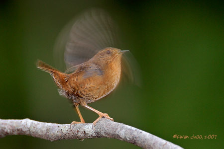 Pacific Wren