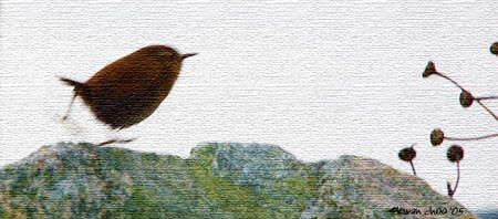 Pacific Wren